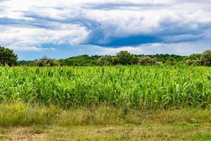 Photography on theme big corn farm field for organic harvest photo