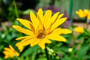 Fine wild growing flower aster false sunflower on background meadow photo