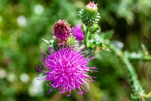 Beautiful growing flower root burdock thistle on background meadow photo