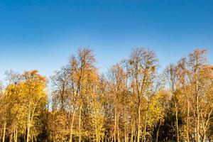 Photography on theme large beautiful autumn birch tree on background bright sky photo