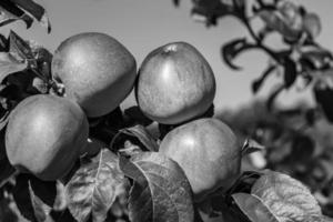 Photography on theme beautiful fruit branch apple tree photo