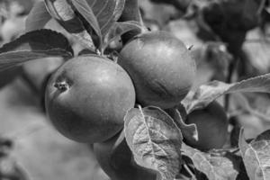 Photography on theme beautiful fruit branch apple tree photo