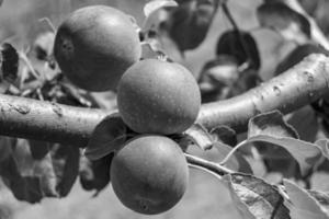 Photography on theme beautiful fruit branch apple tree photo