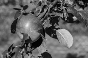 fotografía sobre el tema hermosa fruta rama manzano foto