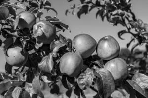 Photography on theme beautiful fruit branch apple tree photo