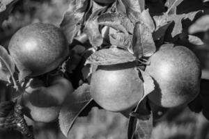 Photography on theme beautiful fruit branch apple tree photo