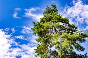 Photography on theme large beautiful autumn spruce tree on background bright sky photo