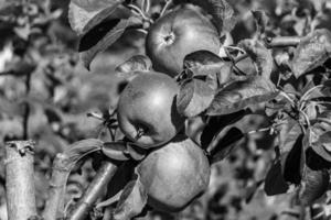 fotografía sobre el tema hermosa fruta rama manzano foto