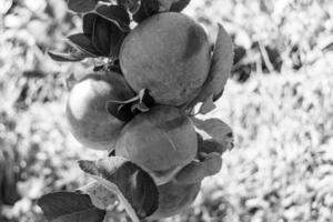 fotografía sobre el tema hermosa fruta rama manzano foto