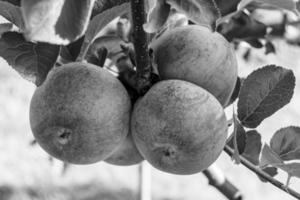 fotografía sobre el tema hermosa fruta rama manzano