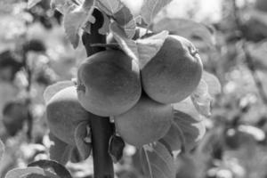 fotografía sobre el tema hermosa fruta rama manzano