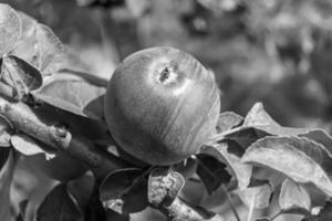 fotografía sobre el tema hermosa fruta rama manzano foto