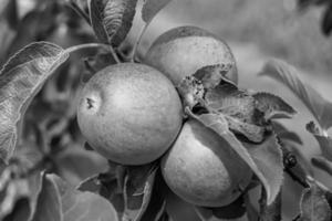 Photography on theme beautiful fruit branch apple tree photo