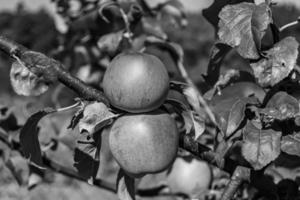 fotografía sobre el tema hermosa fruta rama manzano foto