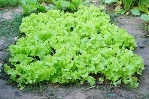 Organic lettuce in the garden photo