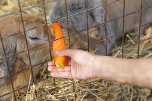 la mano del niño alimenta a un conejo con una zanahoria. foto