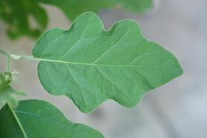 eggplant leaf background in the garden photo