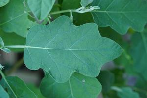 eggplant leaf background in the garden photo