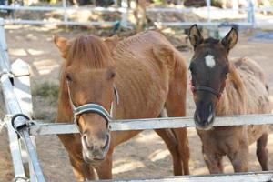 Two brown horses in a stall waiting for food photo