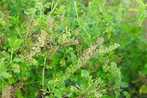 las flores de la albahaca se colocan en la comida. foto