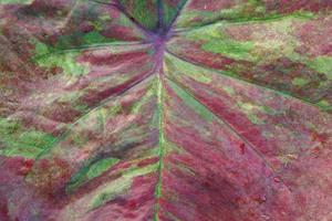 caladium bicolor in pot great plant for decorate garden photo