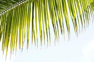 Coconut leaves on a white background photo