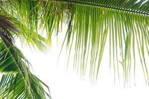 Coconut leaves on a white background photo