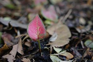 caladium bicolor in pot great plant for decorate garden photo