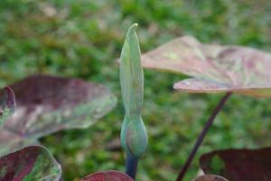 caladium bicolor flower in pot great plant for decorate garden photo