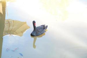 el ganso negro flota en la superficie del agua en busca de comida. foto