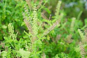 flowers of the basil are placed in food. photo