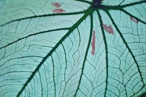 caladium bicolor in pot great plant for decorate garden photo