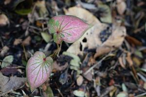 caladium bicolor in pot great plant for decorate garden photo