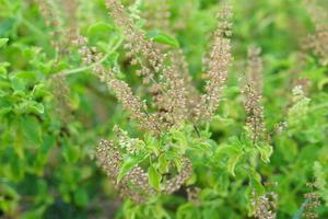 flowers of the basil are placed in food. photo