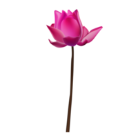 rosa Lotuspflanze png