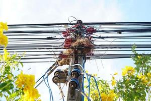Birds nest on electric poles. photo