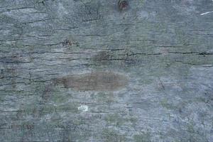 Patterned old decayed wood background photo