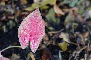 caladium bicolor en maceta gran planta para decorar jardín foto