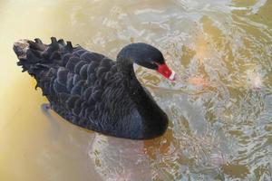 The black goose floats on the surface of the water in search of food. photo