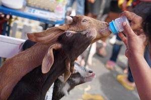 Human hand feeding baby goat photo