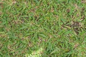 green grass, football field surface, top view. Empty space, design element. photo