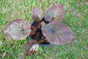 caladium bicolor en maceta gran planta para decorar jardín foto