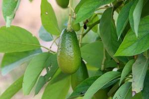 Large avocado fruits in a city park in Israel photo