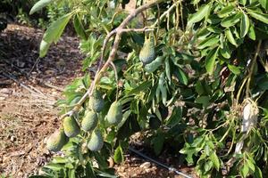 grandes frutas de aguacate en un parque de la ciudad en israel foto