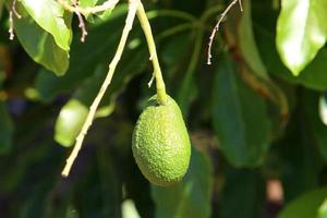 Large avocado fruits in a city park in Israel photo