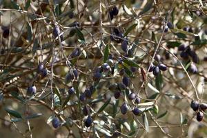 Olive trees in a city park in northern Israel. photo