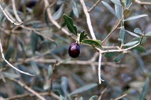 Olive trees in a city park in northern Israel. photo