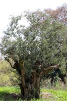 olivos en un parque de la ciudad en el norte de israel. foto