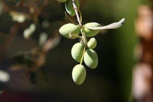 Olive trees in a city park in northern Israel. photo