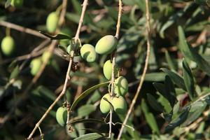 olivos en un parque de la ciudad en el norte de israel. foto